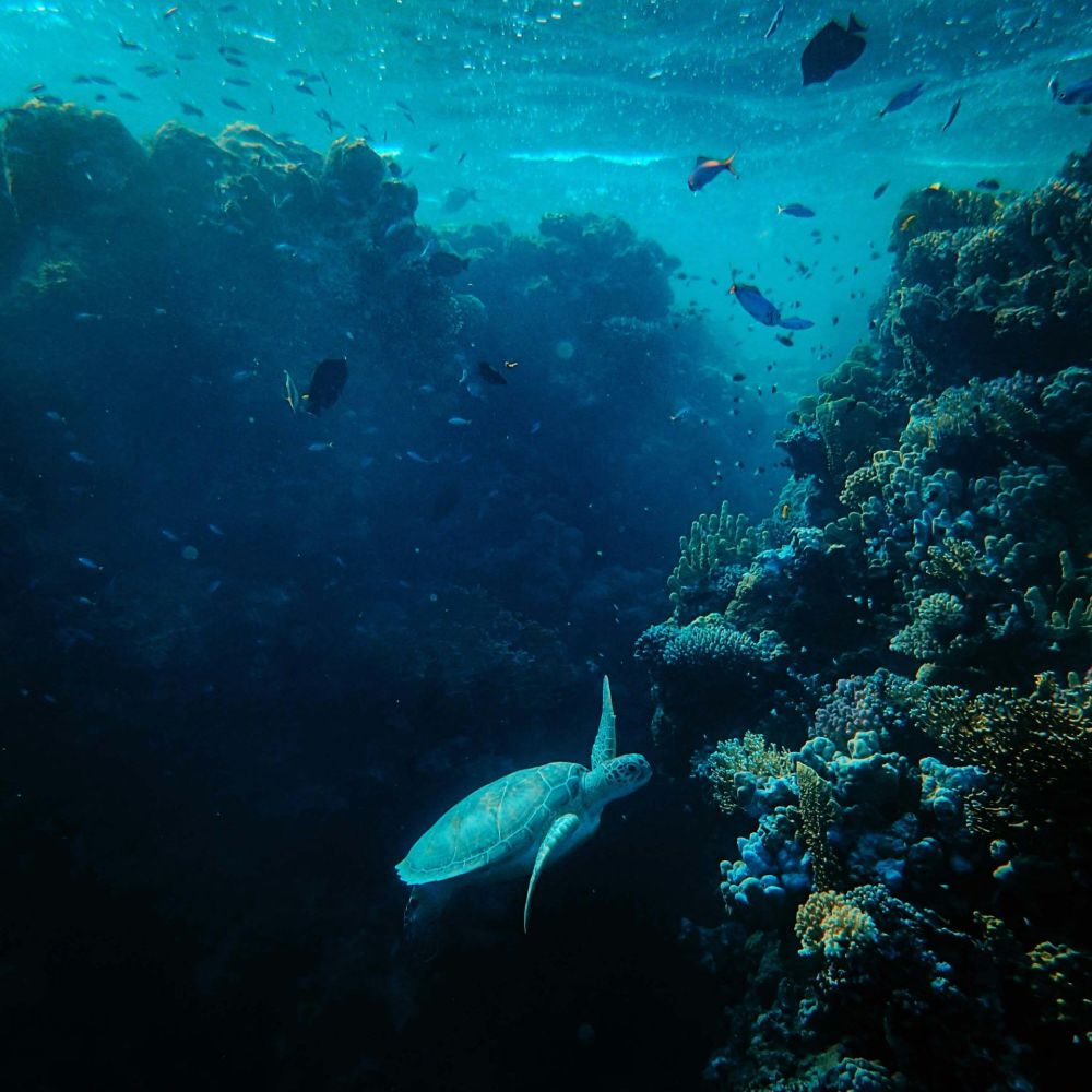 2.dive-deeper-vert